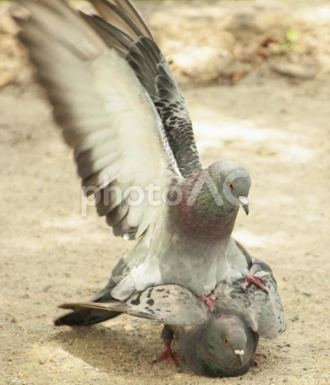 愛のはばたき２ ハト,鳩,はとの写真素材