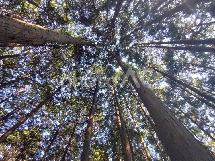 森の中で見上げる 自然,風景,木の写真素材