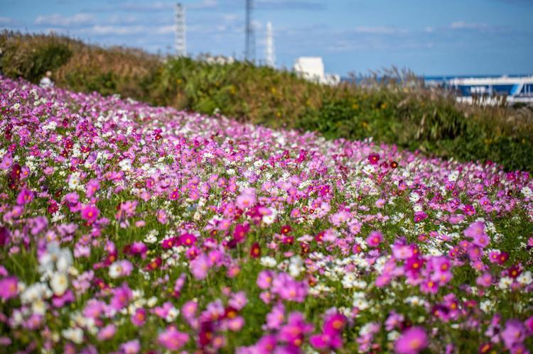 ひたち海浜公園　コスモス畑 コスモス,花,国営ひたち海浜公園の写真素材