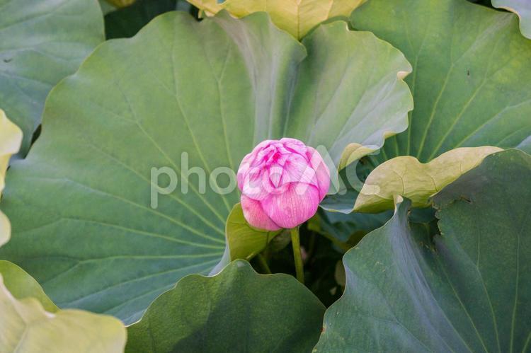 不忍池の蓮 蓮,池,不忍池の写真素材