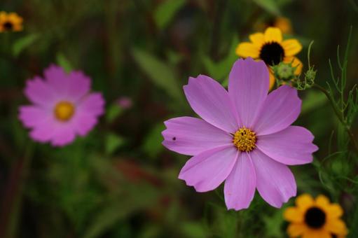 コスモス コスモスの写真
