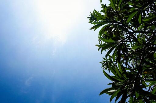 青空とプルメリアの葉のコピースペース プルメリア,葉,木の写真素材