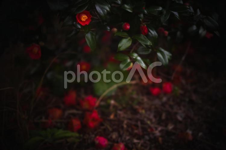 ＜五島の風景＞散り始めた鬼岳の椿 植物,花,椿の写真素材
