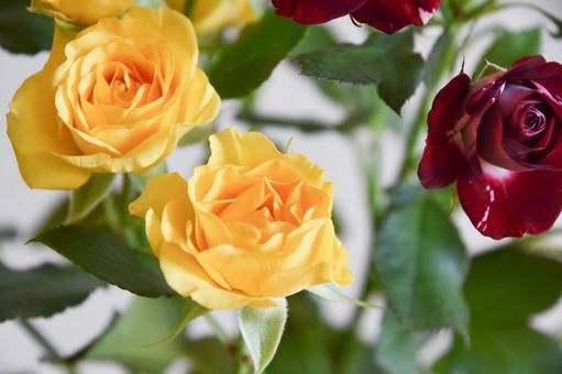 黄色と絞りのばら 黄色と絞りのばら スプレーばら,ばら,薔薇の写真素材