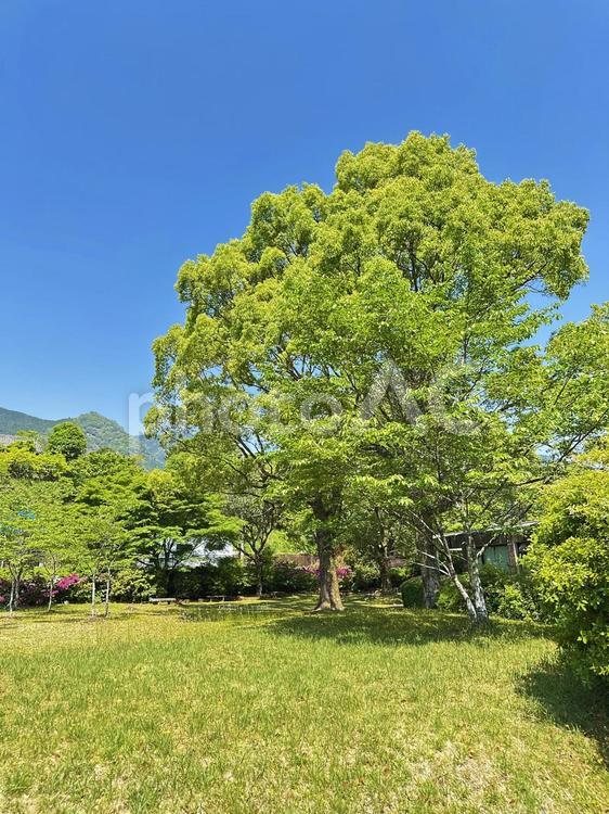 高田地区　河川敷　田舎　里山 高田川付近,河川敷,河原の写真素材