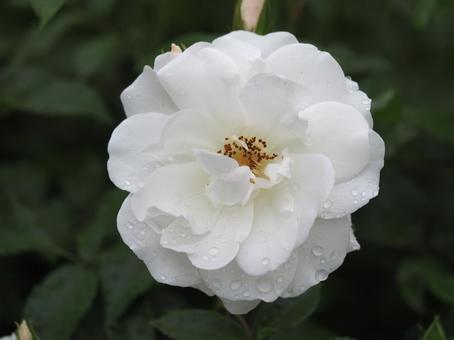 雨に濡れた白いバラ　アイスバーグ⑨ バラ,薔薇,花の写真素材