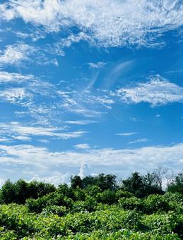 夏の残り 夏の残り 青空,空,雲の写真素材