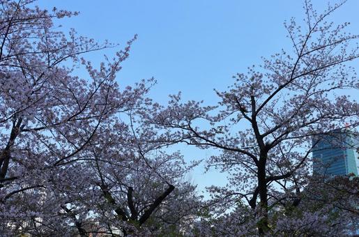 4月上旬の東京港区立檜町公園の桜 4月上旬の東京港区立檜町公園の桜の写真