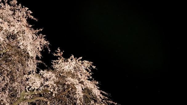夜空に咲く幻想の桜 夜空に咲く幻想の桜 桜,夜空,星の写真素材