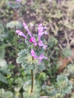 Photo, henbit, সেভেন বসন্ত ফুল, বসন্ত, 