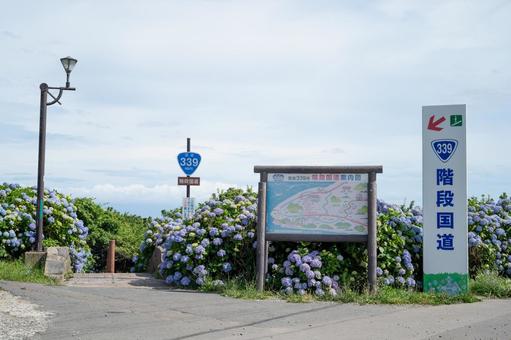 満開の紫陽花と階段国道 満開の紫陽花と階段国道 風景,花,日本の写真素材