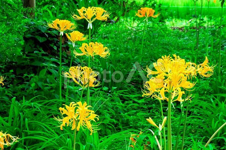 可憐な花（曼珠沙華） 花,可憐な花,曼珠沙華の写真素材