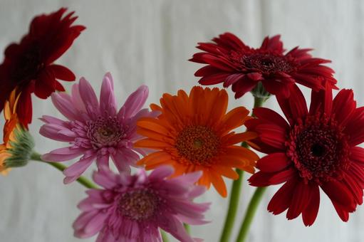 Colorful gerberas, JPG Colorful gerberas, JPG
