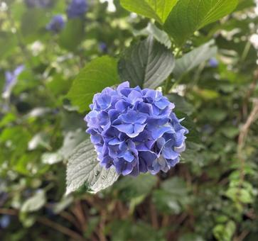 Photo, hydrangea, mangsa udan, shrub, 