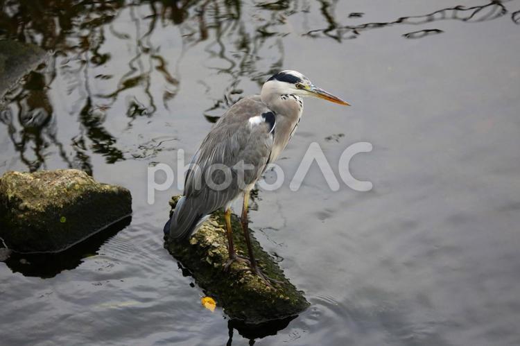 アオサギ6(神奈川県横浜市内にて) アオサギ,鷺,野鳥の写真素材