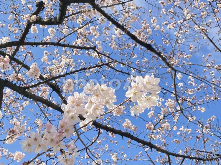 桜ソメイヨシノ 桜,ソメイヨシノ,青空の写真素材