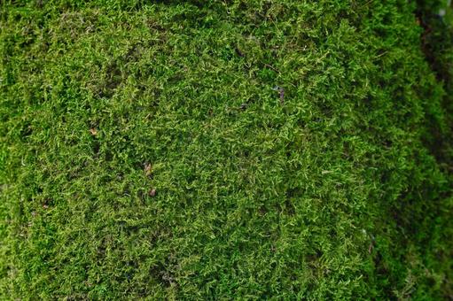樹木に生える苔の写真