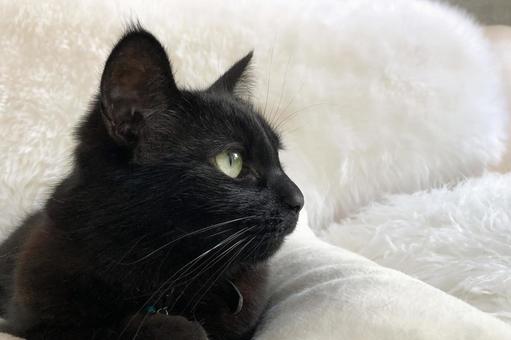 何かをじっと見つめる黒猫 何かをじっと見つめる黒猫の写真