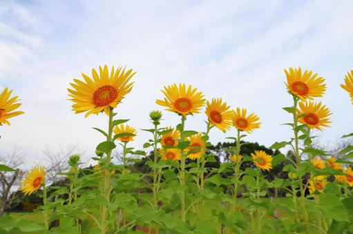 白い雲が覆う空 ひまわり 白い雲が覆う空 ひまわり ひまわり,花,植物の写真素材