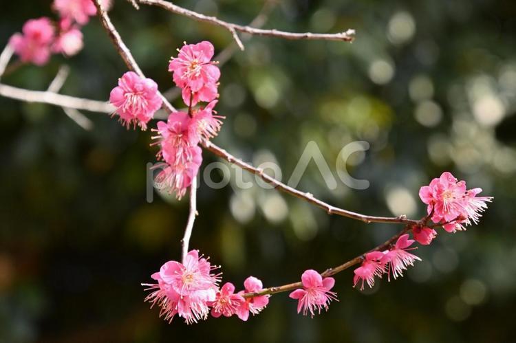 平芝梅林公園のピンク色が綺麗な梅の花 ピンク色,花,梅林の写真素材