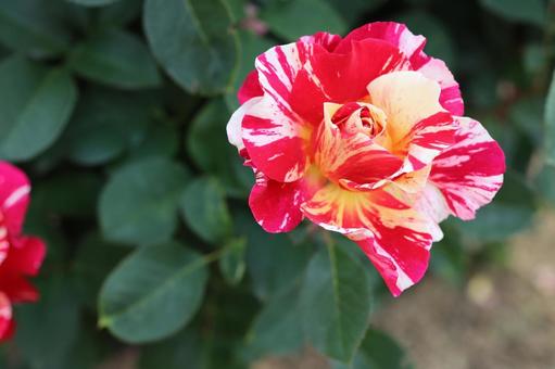 バラ園で鮮やかな色の薔薇を撮った写真です バラ園で鮮やかな色の薔薇を撮った写真ですの写真
