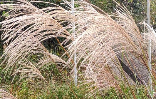 11月の植物の写真