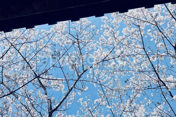 寺から見る桜の景色 桜,春,青空の写真素材