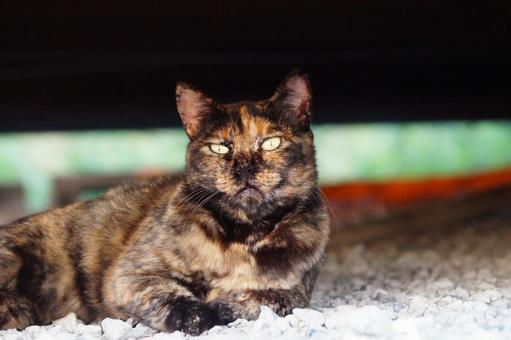 ねこ ねこ,野良,動物の写真素材