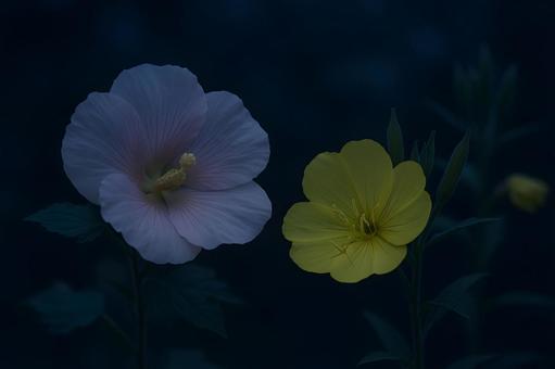 夜に咲く二輪の花 夜に咲く二輪の花の写真