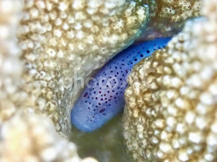 サンゴに隠れるダンゴオコゼ　沖縄のダイビング ダンゴオコゼ,熱帯魚,魚の写真素材