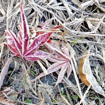 霜が降りた寒い朝 霜,紅葉,冬の写真素材