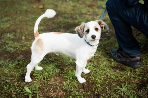 犬 散歩,犬,犬の散歩の写真素材