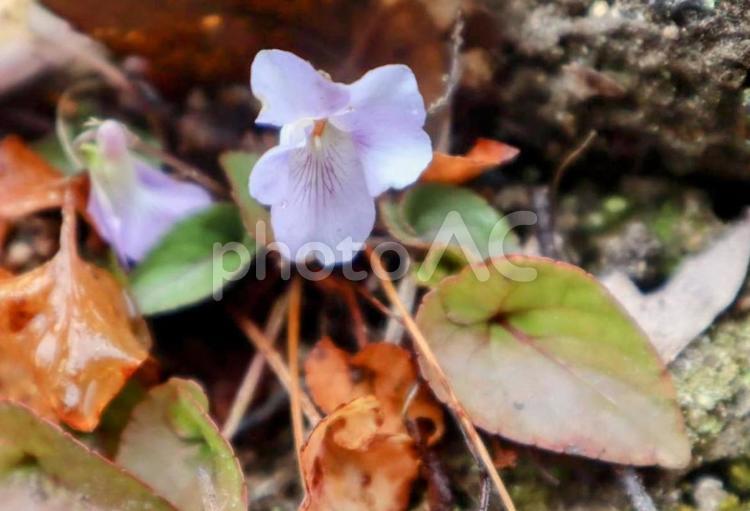 慎ましい幸福 自然,花,フラワーの写真素材