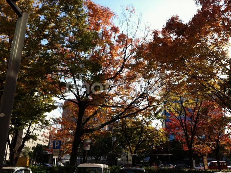 秋の公園　紅葉の風景 秋,公園,もみじの写真素材