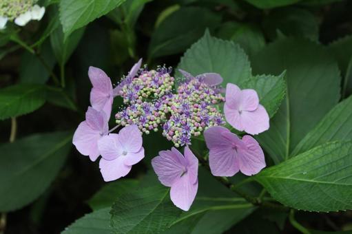 Hydrangea 51, JPG