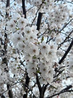 花の木 花の木の写真