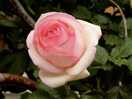 薔薇 薔薇の写真