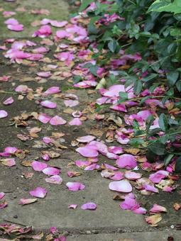 薔薇の花びら 薔薇の花びらの写真