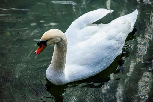 池を泳ぐ白鳥 白鳥,ハクチョウ,スワンの写真素材