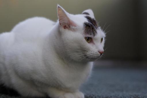 猫一匹 子猫,雑種,白黒の写真素材