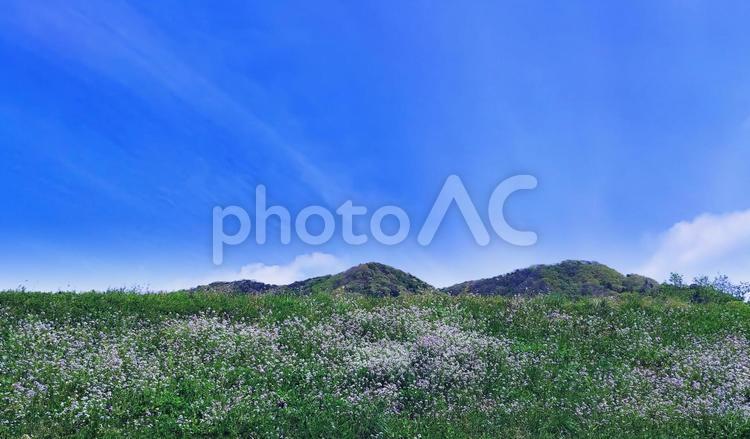 春の風景/野大根の花の咲くのり面と青空 春の風景,春の景色,のり面の写真素材