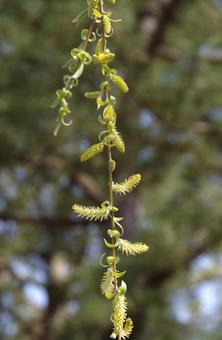 シダレヤナギの写真