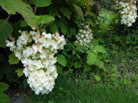 Kashiwaba Hydrangea, JPG Kashiwaba Hydrangea, JPG