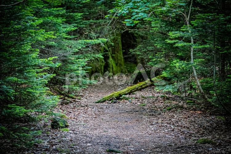 北海道　支笏湖　苔の回廊 北海道,hokkaido,支笏湖の写真素材