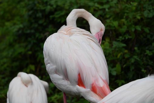 とべ動物園 フラミンゴ とべ動物園 フラミンゴの写真