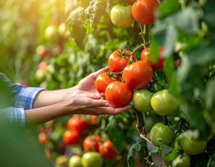 トマトの収穫の写真