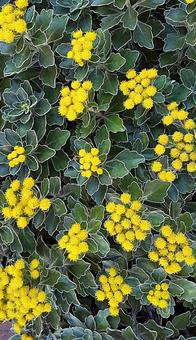 黄色い花 黄色い花の写真