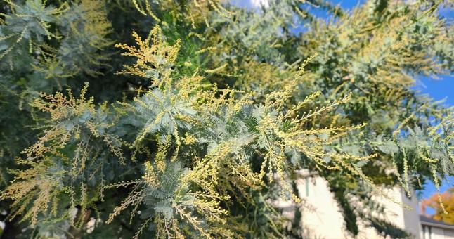 ミモザのつぼみ ミモザのつぼみ ミモザ,ギンヨウアカシア,植物の写真素材