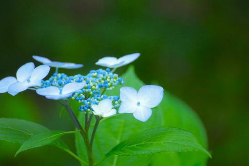 花模様₋アジサイ‐ガクアジサイ 花模様₋アジサイ‐ガクアジサイの写真