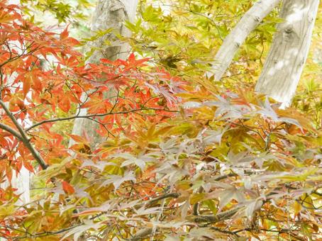 偕楽園　もみじ ハニワ,紅葉,歴史館の写真素材